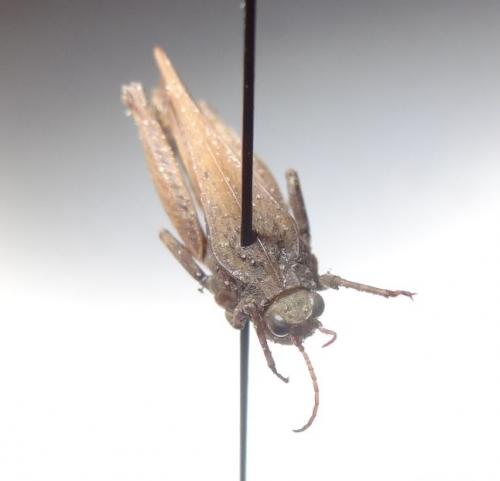 Réf. 227 466 : Tetrix subulata